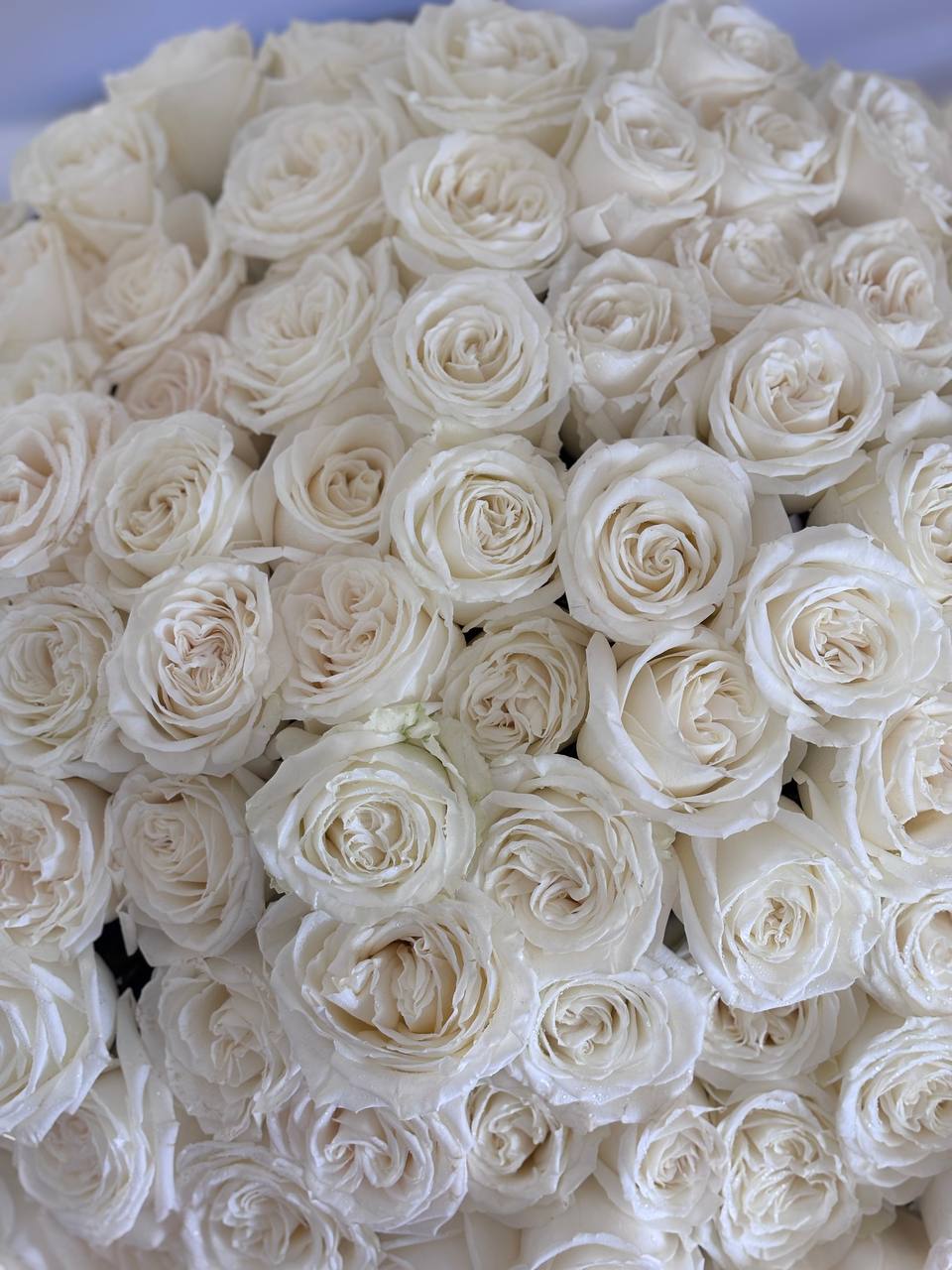 100 White Roses